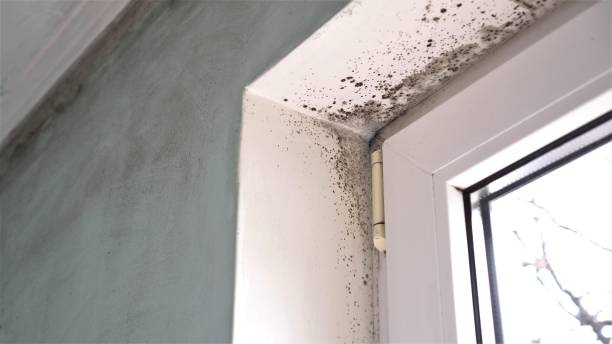 Best Mold Removal and Inspection  in Ridgeway, AK