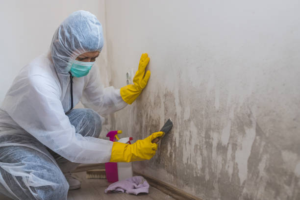 Best Affordable Mold Removal  in Ridgeway, AK