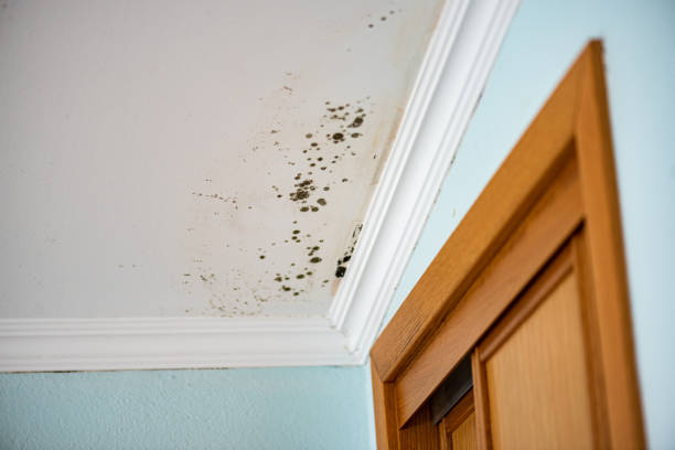 Best Emergency Mold Removal  in Ridgeway, AK