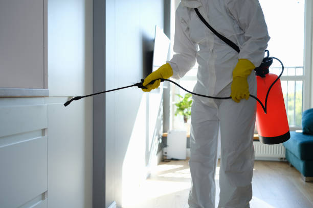 Best Same-Day Mold Removal  in Ridgeway, AK