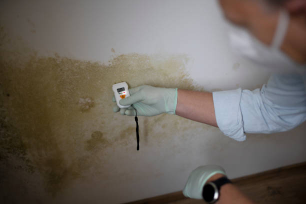 Professional Mold Removal in Ridgeway, AK