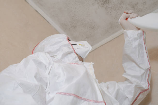 Mold Removal and Inspection in Ridgeway, AK