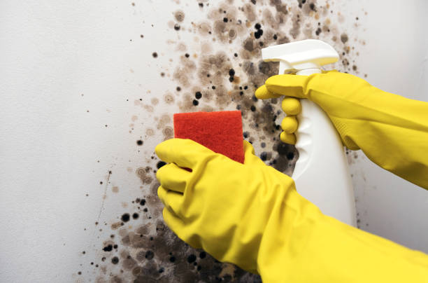 Best Attic Mold Removal  in Ridgeway, AK