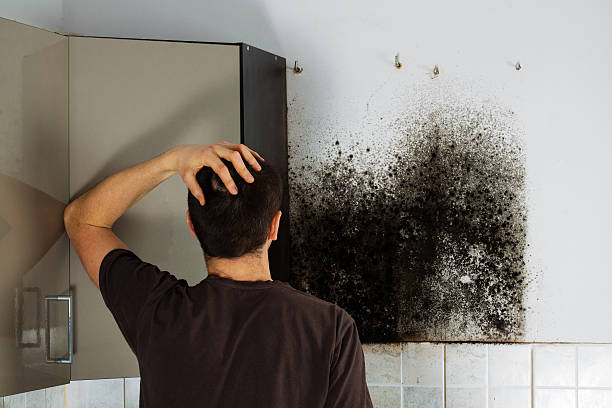 Best Mold Removal Company Near Me  in Ridgeway, AK