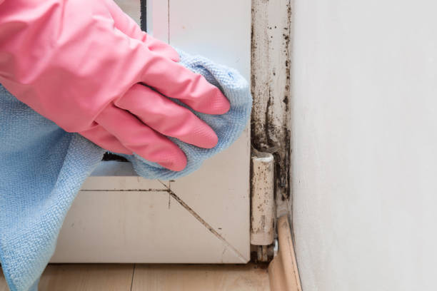 Best Crawl Space Mold Removal  in Ridgeway, AK