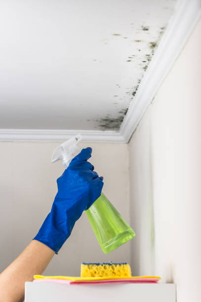 Best Home Mold Removal  in Ridgeway, AK